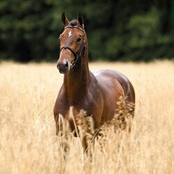 Pferd im Feld